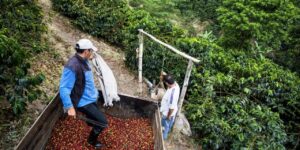 Coffee Tour In Concepcion de Ataco Workers harvest coffee beans, one shoveling them into a bin, another operating a pulley system for transport, all amidst lush green coffee plants.