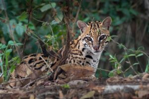 El Salvador Wilderness Tour: Short Version (8 days) An ocelot is seen peering through some foliage.