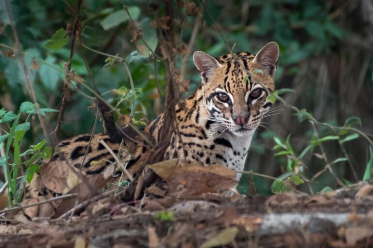 An ocelot is seen peering through some foliage.