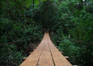 Ecotour With Camping In El Salvador (9 days) A long, wooden suspension bridge spans through a lush, green forest, with its ropes stretching towards the vanishing point, creating a sense of depth and adventure.