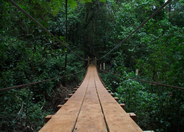 A long, wooden suspension bridge spans through a lush, green forest, with its ropes stretching towards the vanishing point, creating a sense of depth and adventure.