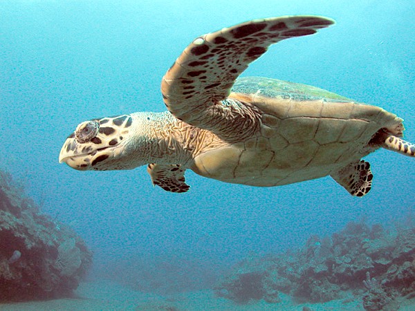 sal-101 Jiquilisco hawksbill