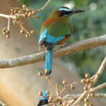 Wildlife In El Salvador