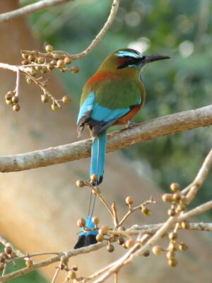 Wildlife In El Salvador A colorful motmot bird with blue tail feathers sits perched on a branch surrounded by berries, showcasing its vibrant plumage in a natural setting.