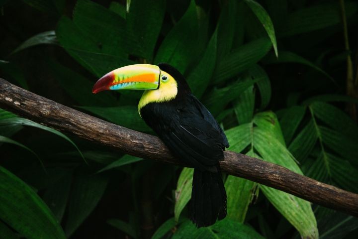 sal-154 toucan